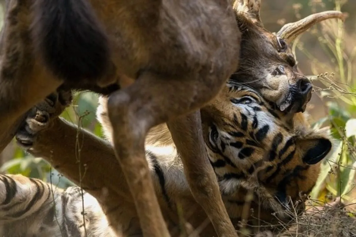 con nai, con hổ đâu là hình ảnh xuất hiện trong bộ bầu cua